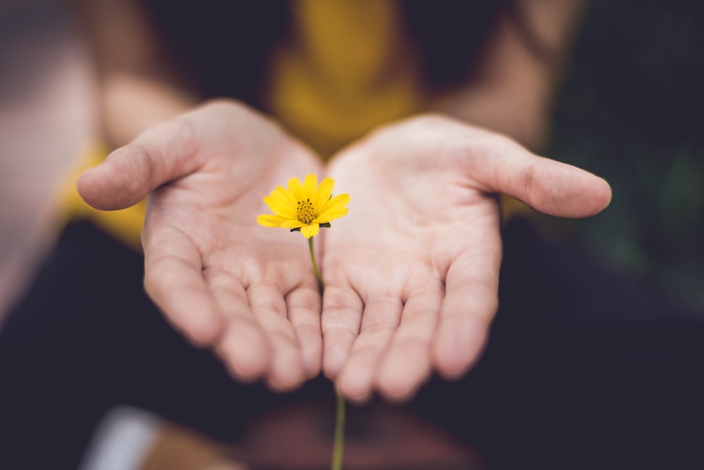 Open Hands, holding a yellow flower